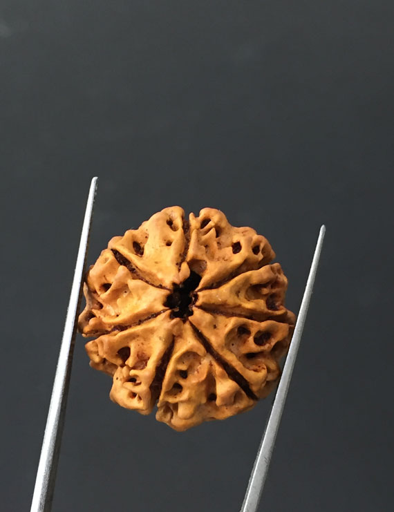 7 Mukhi Certified Nepali Rudraksha Size- 23.4 mm